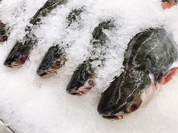 High angle view of fish in water