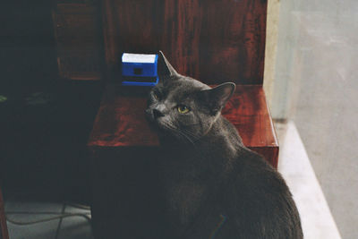 Close-up of cat sitting on floor