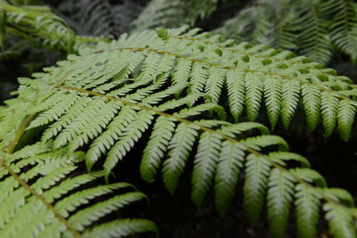 Close-up of fern leaves