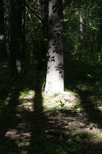 Trees in forest
