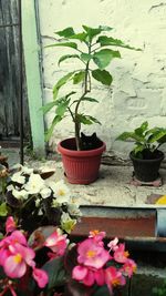 Close-up of potted plant