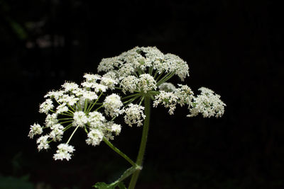 Close-up of white flowers