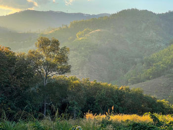 Scenic view of trees and mountains