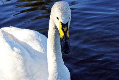 Close-up of swan swimming in lake
