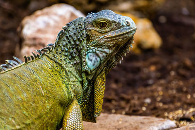 Close-up of lizard