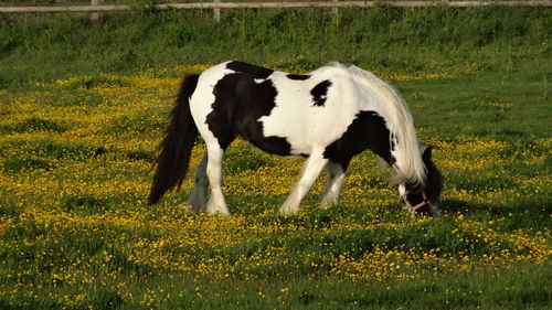 Cows grazing on field