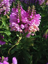 Close-up of purple flowers blooming outdoors