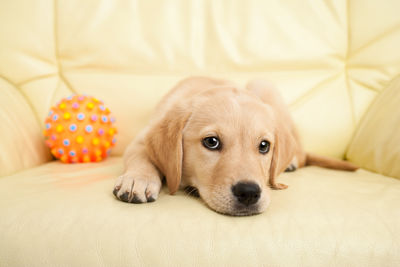 Close-up portrait of cute puppy resting on chair