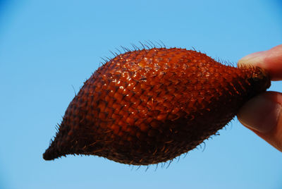 Close-up of hand holding bread against clear blue sky