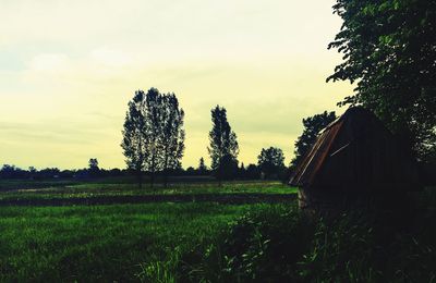 Trees on grassy field against cloudy sky