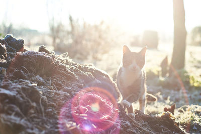 Cute cat during a cold winter morning in full backlight