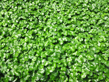 Full frame shot of green leaves