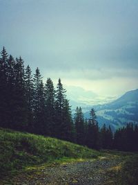 Trees in forest against sky