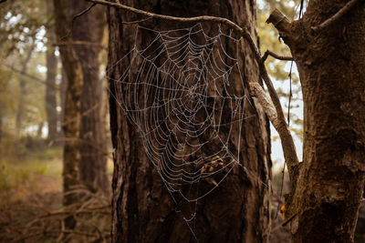 Close-up of spider web with dew on tree trunk