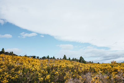 Scenic view of sunflower field against sky