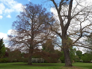 Bare trees on landscape against sky