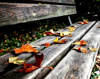 Close-up of autumn leaves on wood