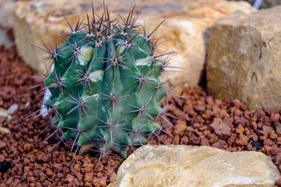 Close-up of cactus plant growing on rocks