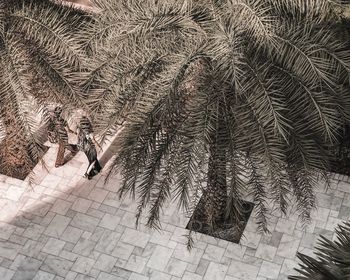 High angle view of tree on footpath