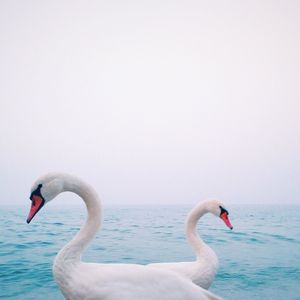 Birds in water