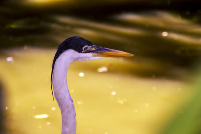 Close-up side view of a bird in water