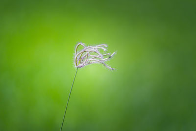 Close-up of wilted plant