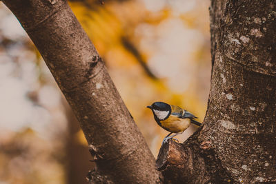 Close-up of bird perching on tree