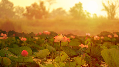 Close-up of flowering plants on field during sunset