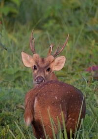 Deer in a field