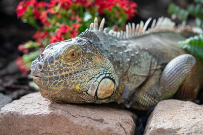 Close-up of lizard on rock