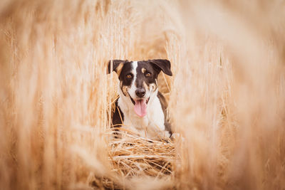 Emmita, my dog, playing in a field at las cejas, in tucuman province, argentina.