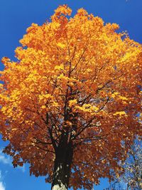 Low angle view of tree against blue sky