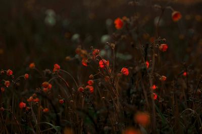 Red poppy flowers blooming on field
