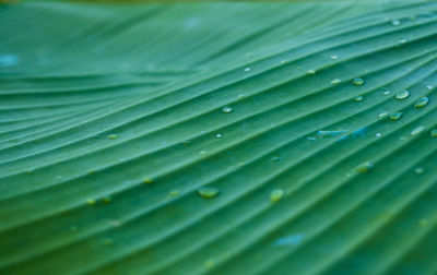 Full frame shot of wet leaves