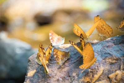 Close-up of insect on rock