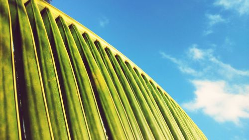 Low angle view of palm tree leaves against sky