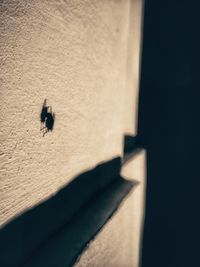 Close-up of insect on wall