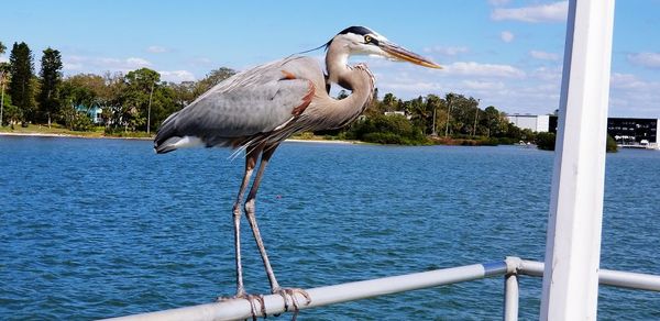Bird by sea against sky