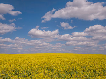 Scenic view of oilseed rape field against sky