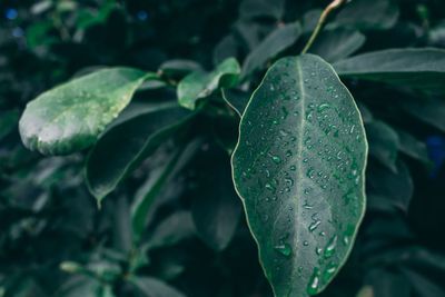 Close-up of wet leaves during rainy season