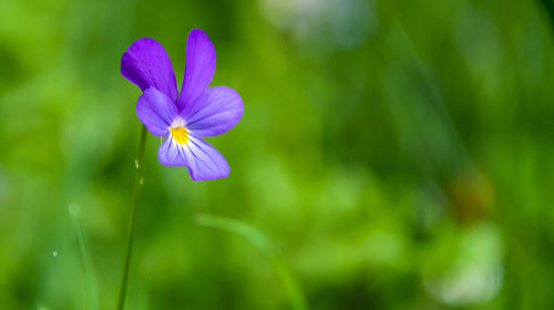 Close-up of purple flowers