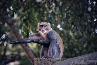 Monkey sitting on tree