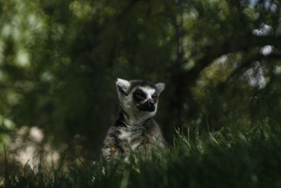 Lemur on grassy field against trees