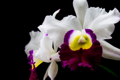Close-up of white orchids against black background