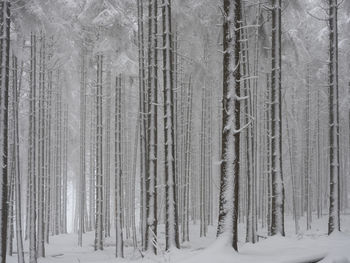 Snow covered land and trees in forest