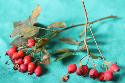 Close-up of cherries on plant