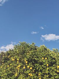 Low angle view of flowers growing on tree against sky