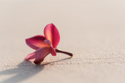 A flower on a beach 