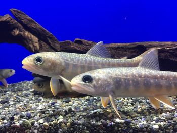 Fish swimming in sea