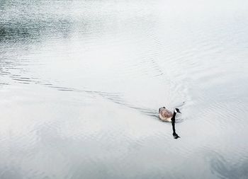 High angle view of person swimming in lake